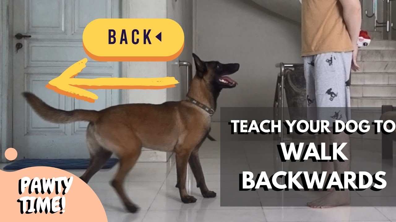 How to Train a Dog to Walk Backward: Easy Steps & Tips