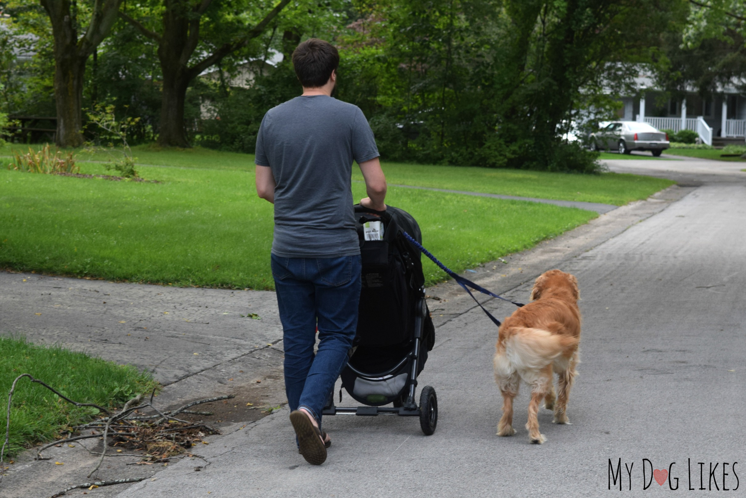 How to Train a Dog to Walk Beside a Stroller: Easy Steps