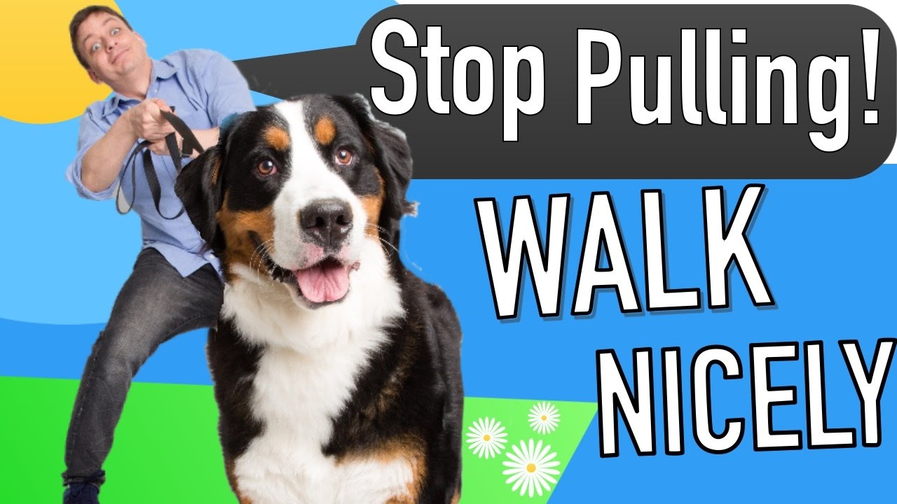 How to Train a Dog to Walk on a Leash Without Pulling: 5 Easy Steps