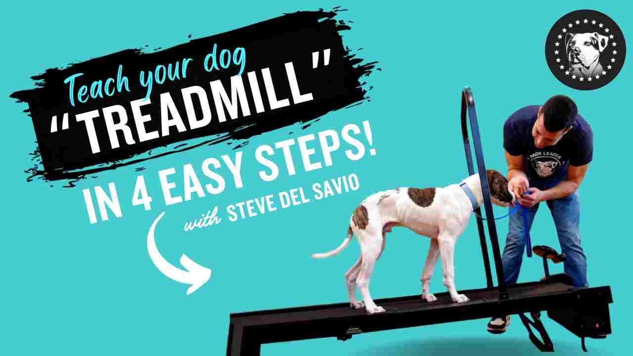 How to Train a Dog to Walk on a Treadmill: Easy Steps