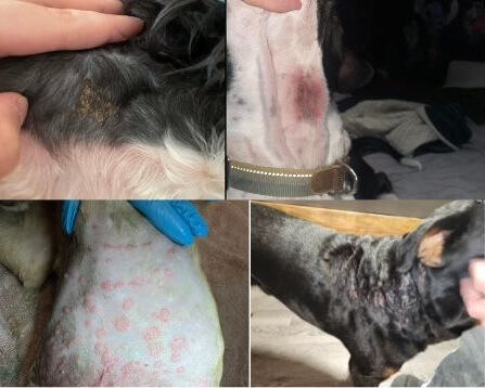 How to Treat Dog Collar Irritation: Quick Relief Tips