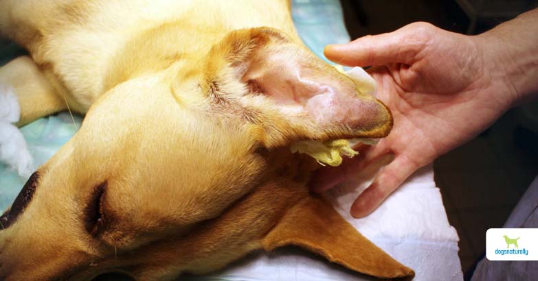 how to treat dog ear hematoma quick effective tips