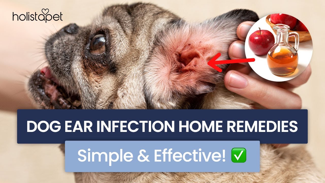 how to treat dog ear infections at home easy remedies 1