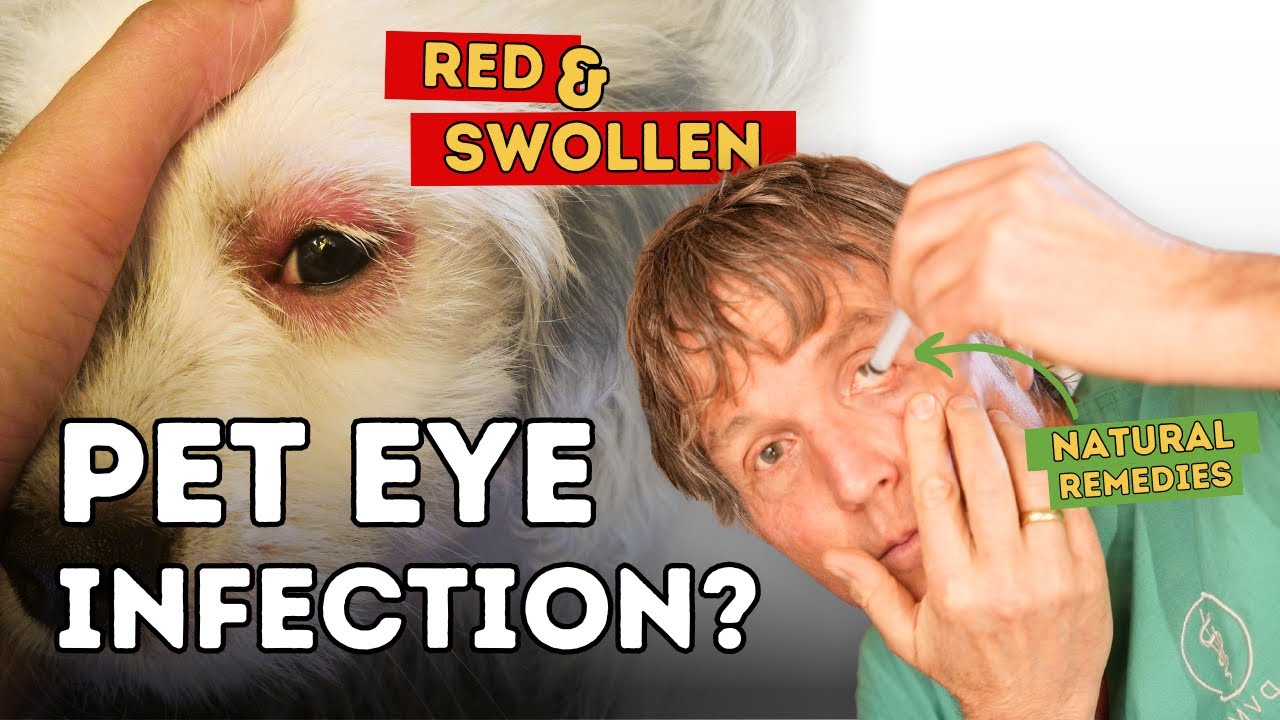 how to treat dog eye infections quick effective tips 2