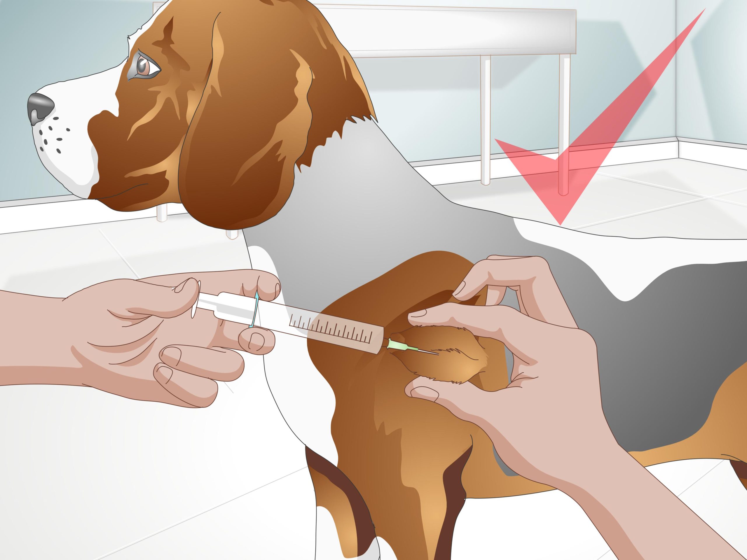 how to treat dog fungal infections expert tips scaled