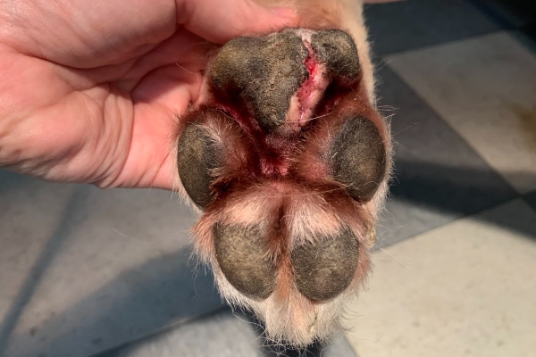 how to treat dog paw injuries quick effective solutions 1