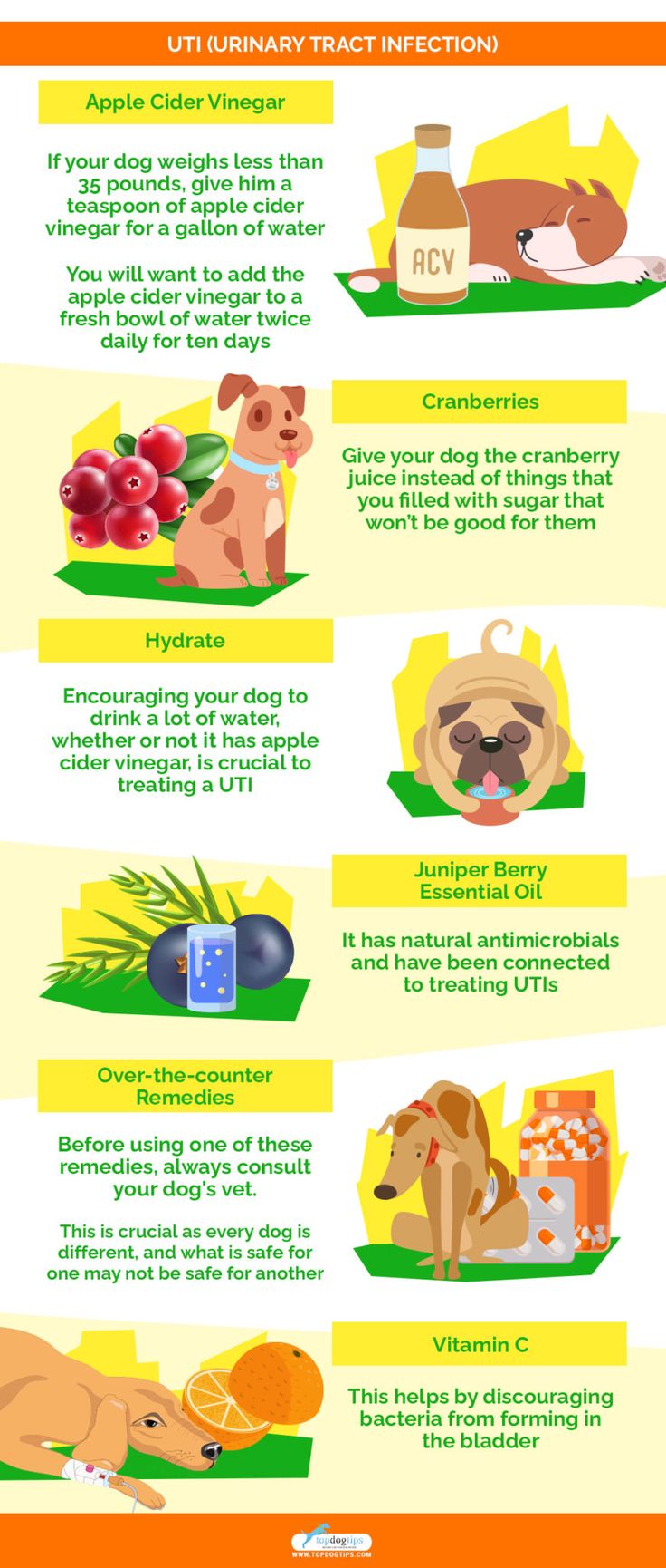 how to treat dog urinary tract infections ultimate guide