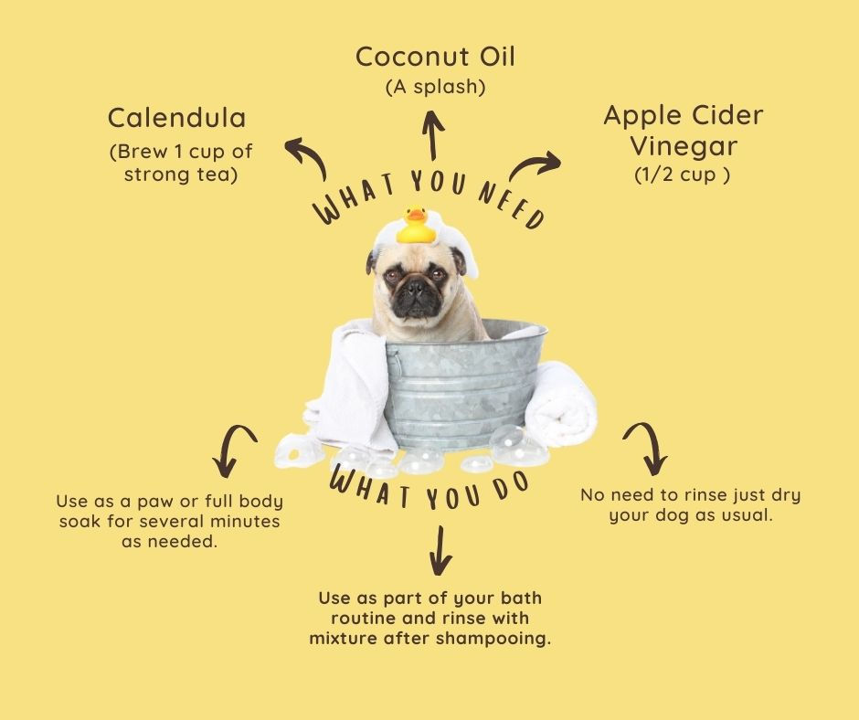how to treat dog yeast infections proven remedies