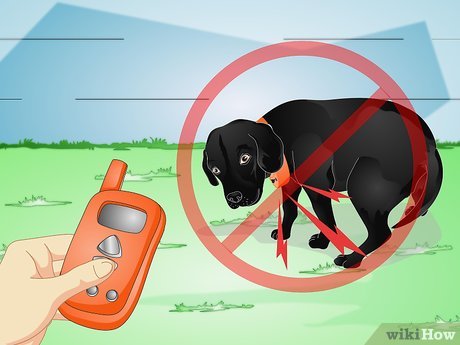 How to Use Dog Shock Collar: Train Safely & Effectively