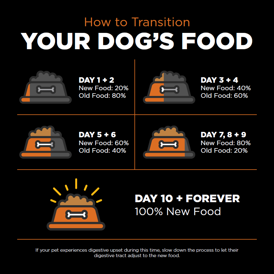 How Transition Dog Food Safely: A Step-by-Step Guide