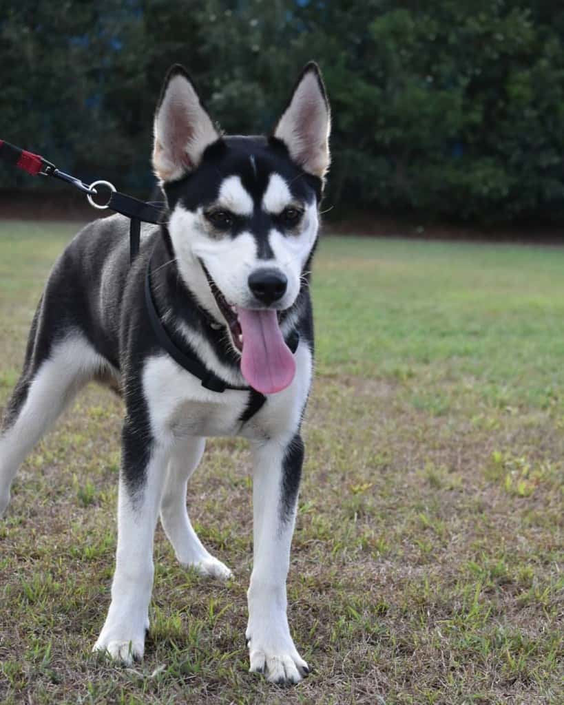 Husky Lab Mix: Unveiling the Ultimate Canine Companion