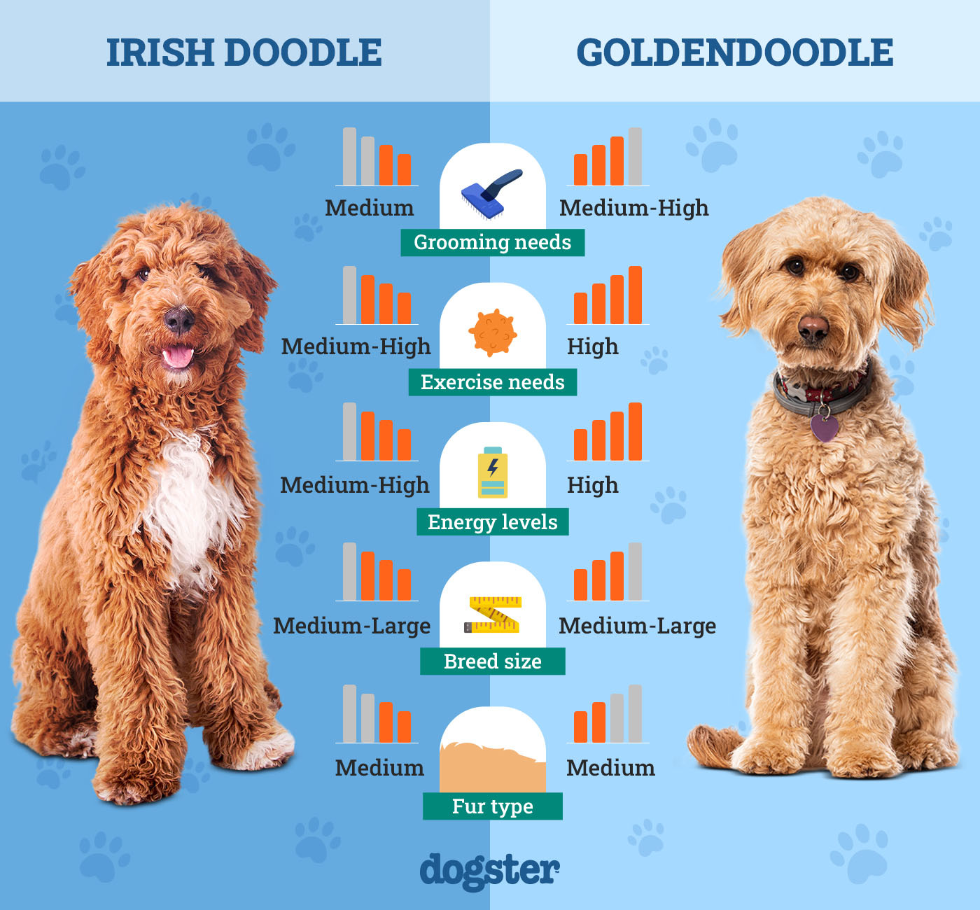 Irish Doodle Vs Goldendoodle: Choosing Your Perfect Pooch
