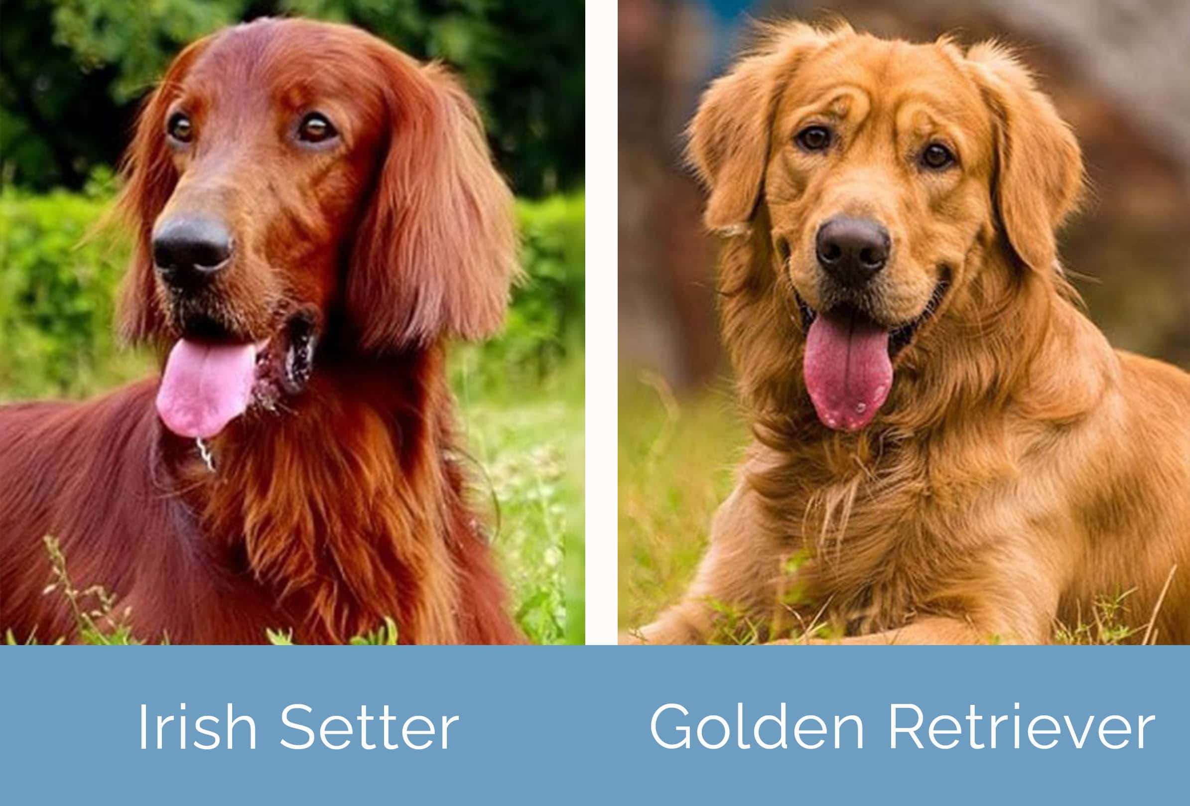 Irish Setter Vs Golden Retriever: Which Breed is Right for You?