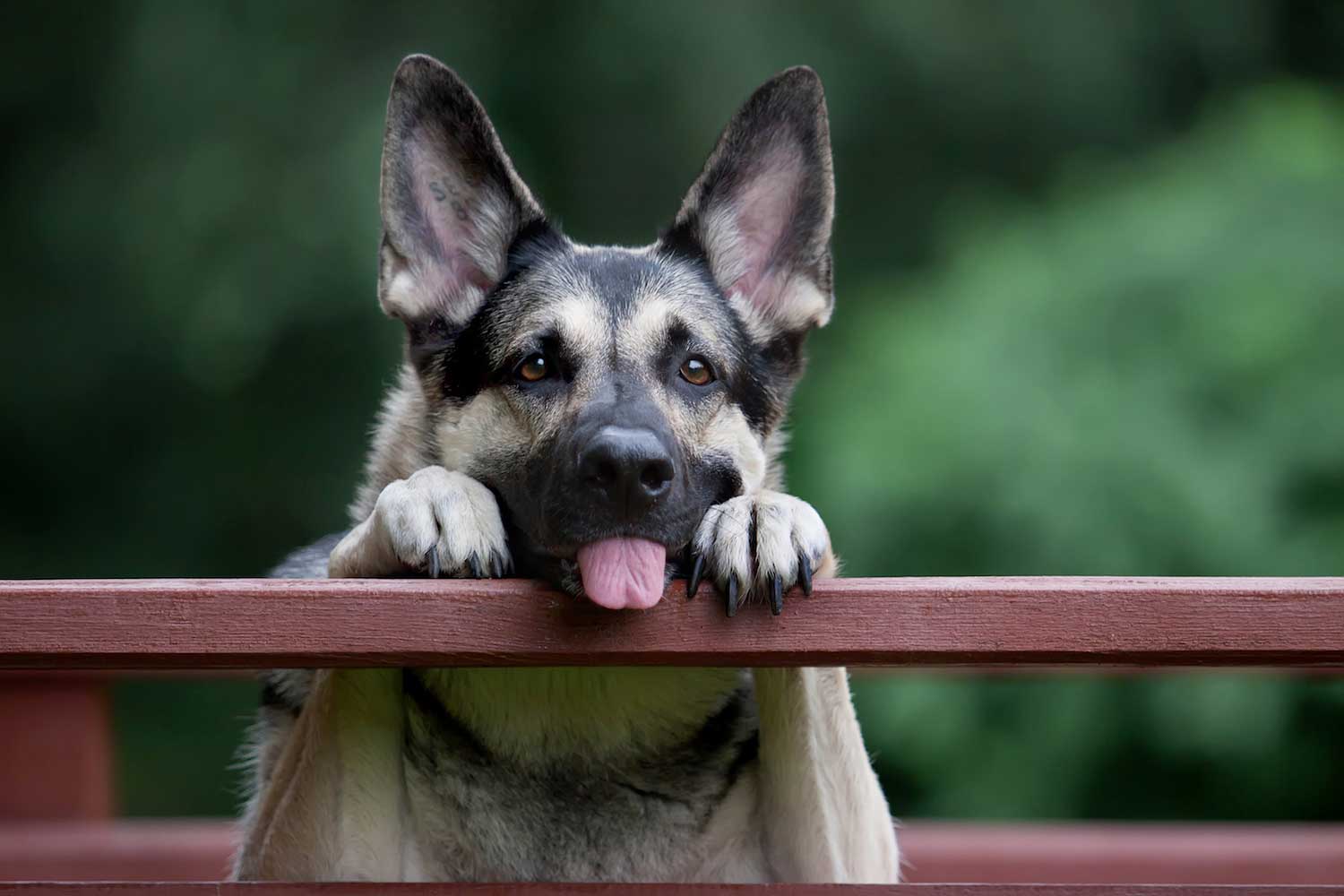 is a dogs mouth cleaner than a humans myth busted