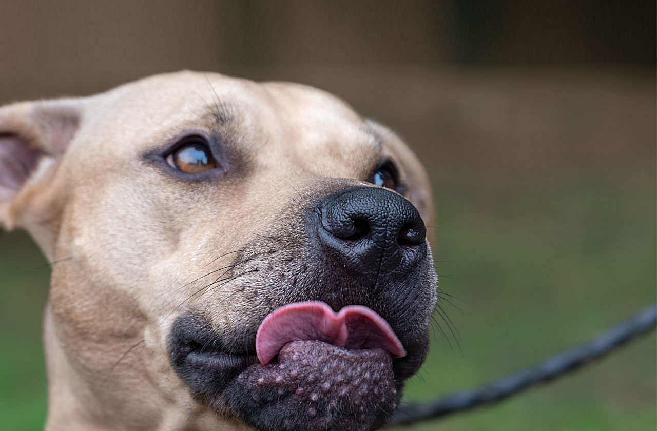 Is a Harlem a Type of Dog? Unleashing the Truth!