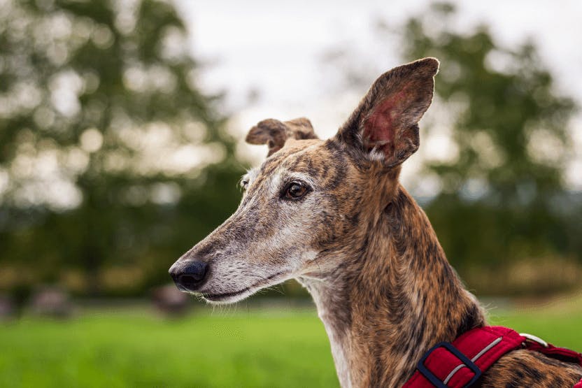 is a retired racing greyhound a good pet discover the truth