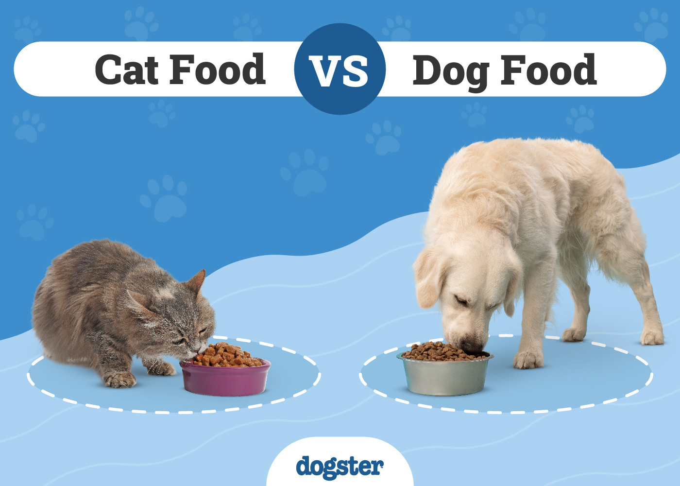 Is Dog Food Bad for Cats to Eat? Essential Facts Revealed