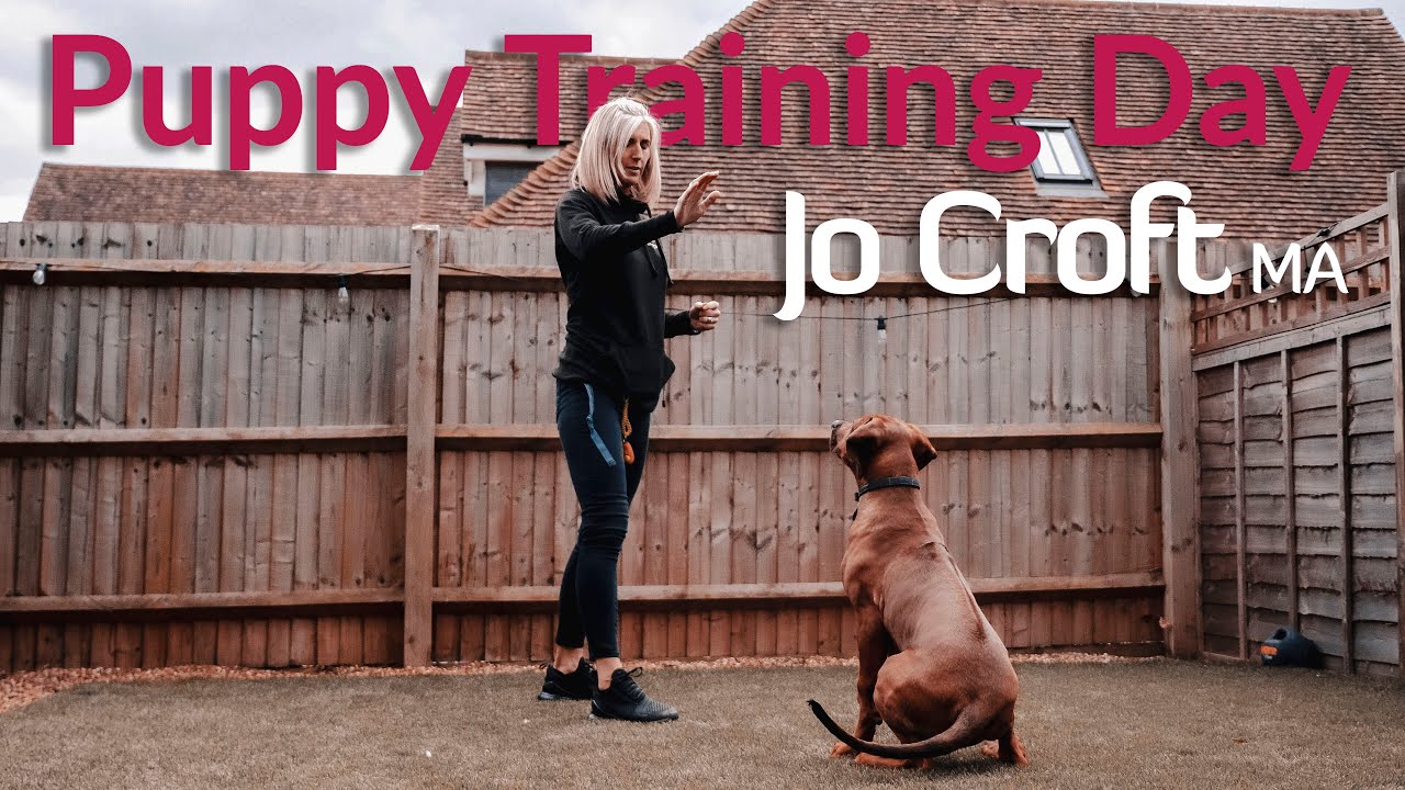 Is Dog Training Fun? Discover the Joyful Journey Today!