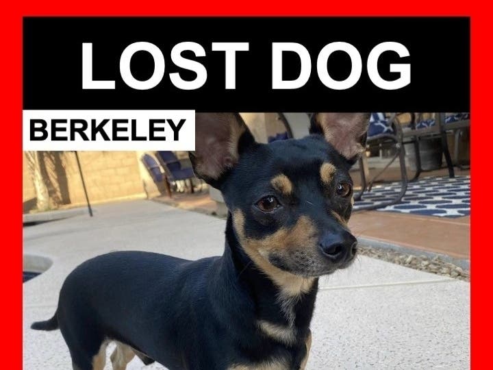 is harlem a type of dog unveiling the surprising truth