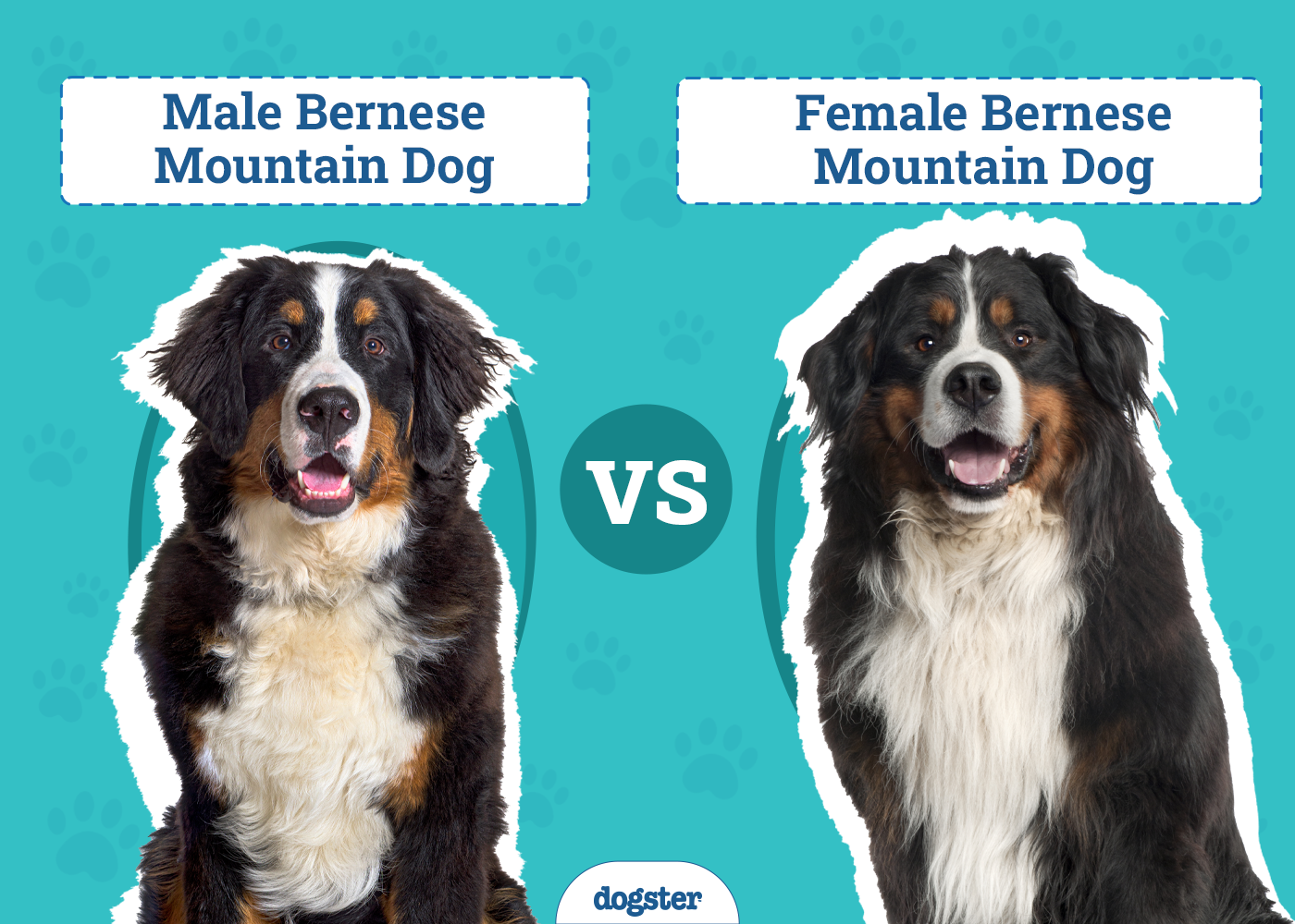 is it better to get a male or female bernese mountain dog unveiled 1