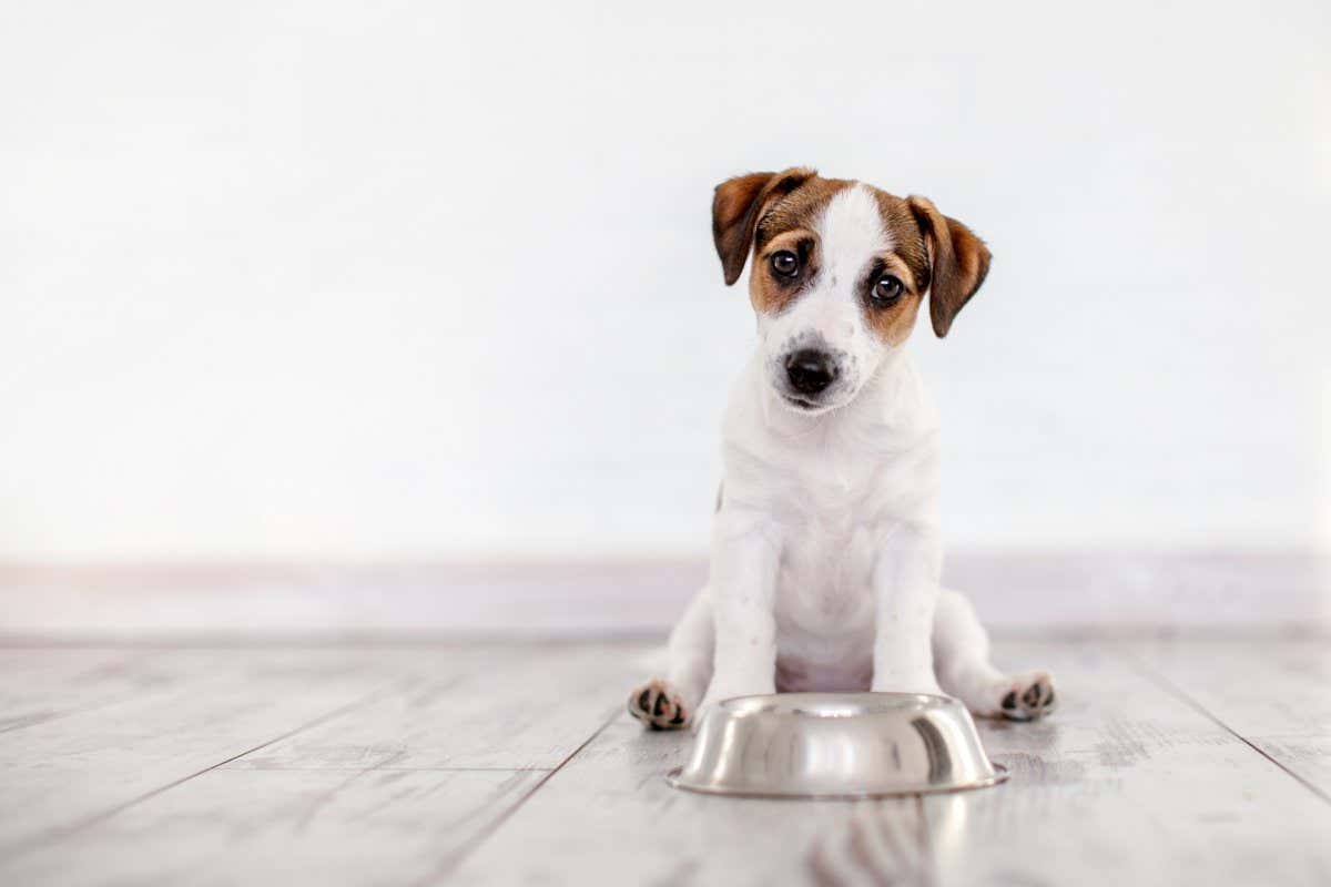is it ok to feed your dogs once a day unveiling myths