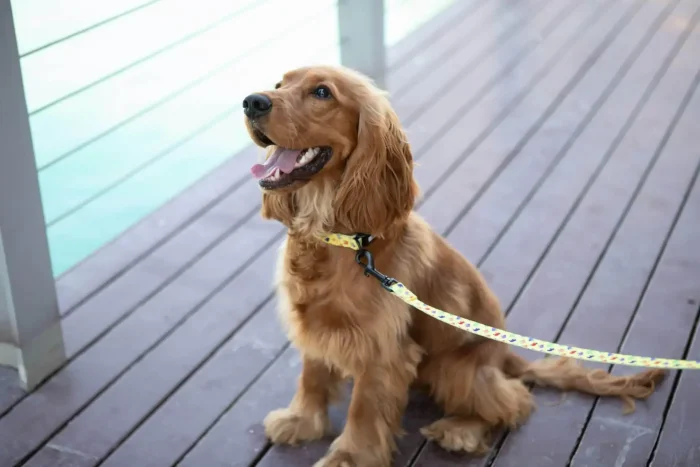 is it ok to leave dog collar on all the time unveiled truths