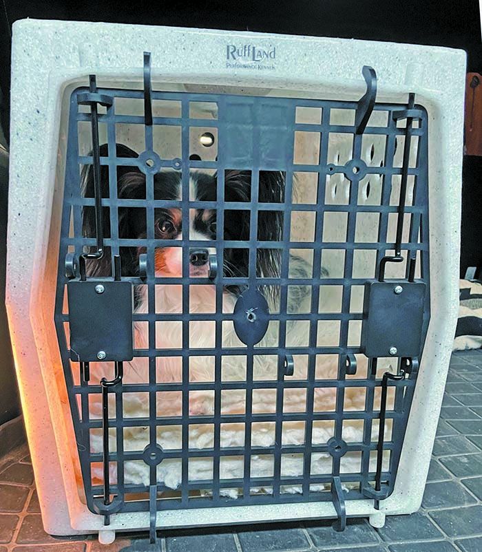 is it ok to use a used dog crate unleash the truth