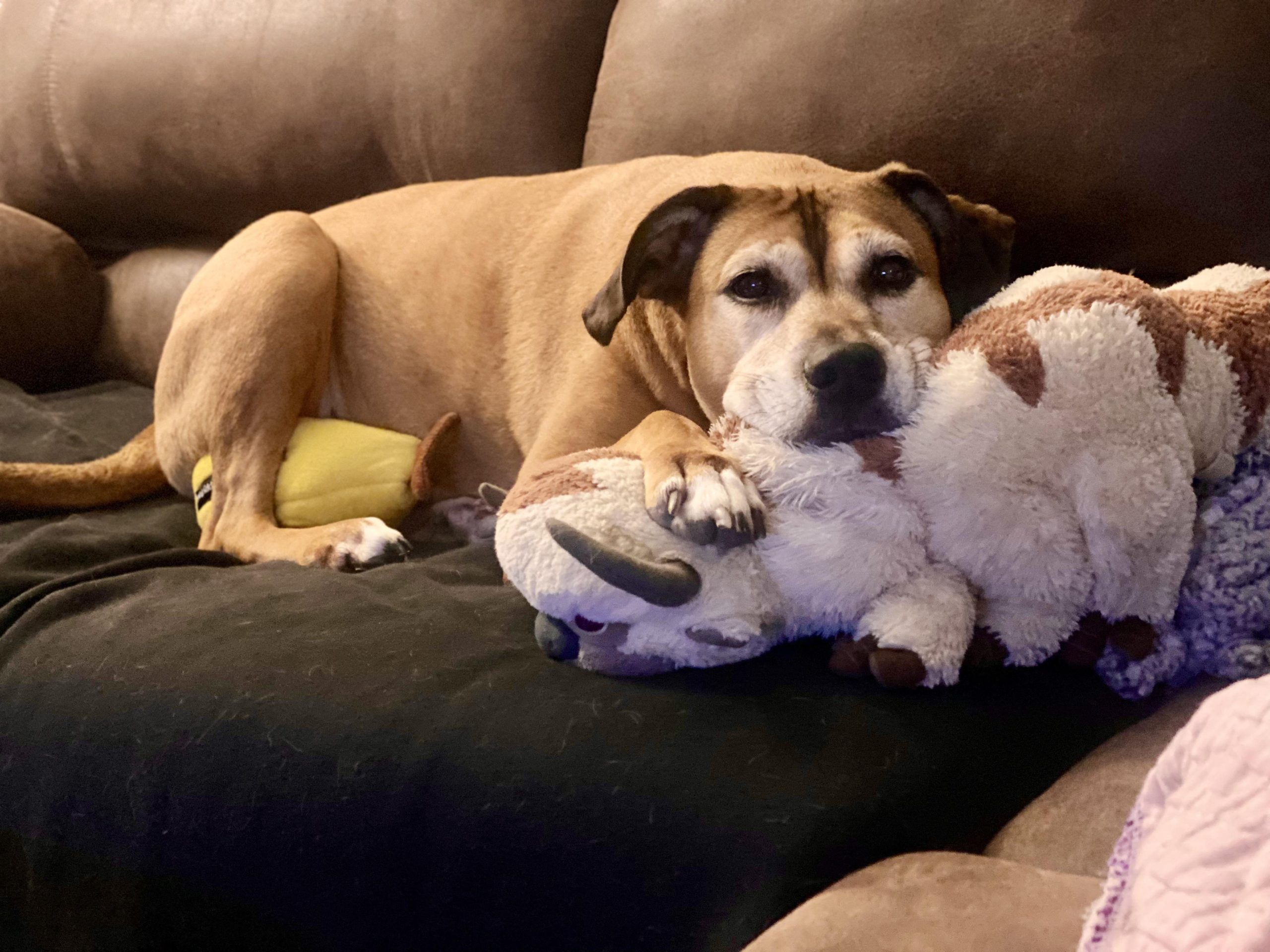 is it safe to wash dog toys with detergent reddit insights scaled