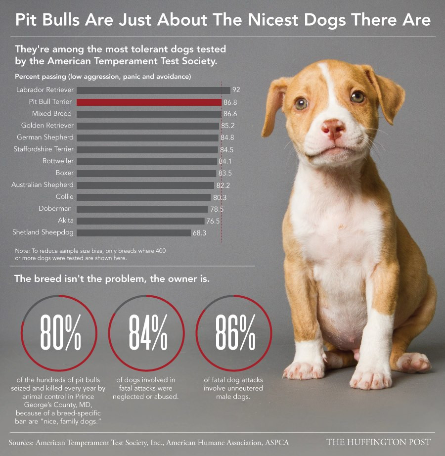 is october pitbull awareness month celebrate and educate