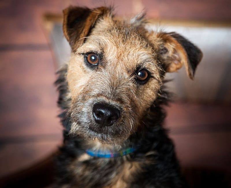 Jack Highland Terrier Mix: Ultimate Guide to a Loyal Companion