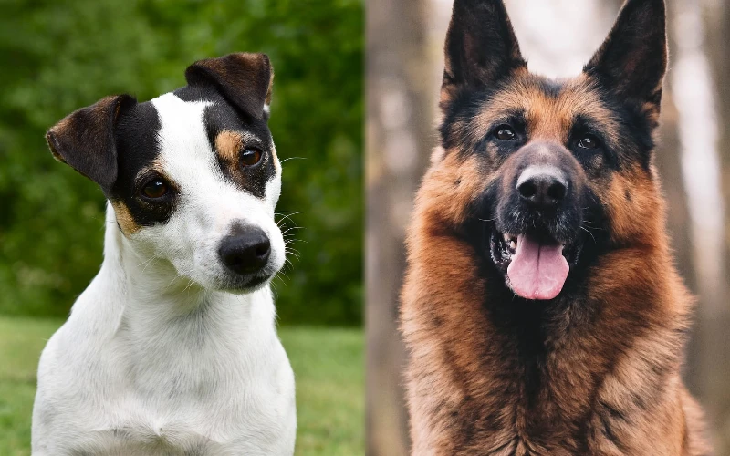 jack russell terrier german shepherd mix best of both