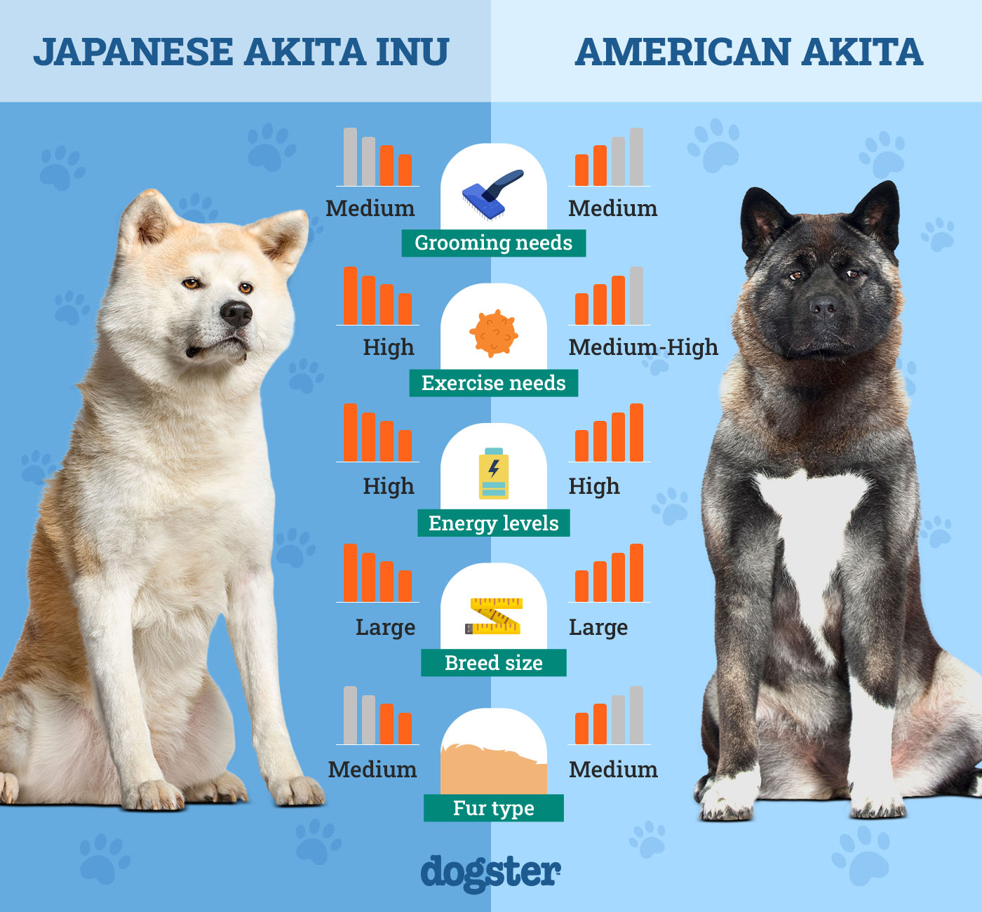 japanese akita inu vs american akita unveil the best