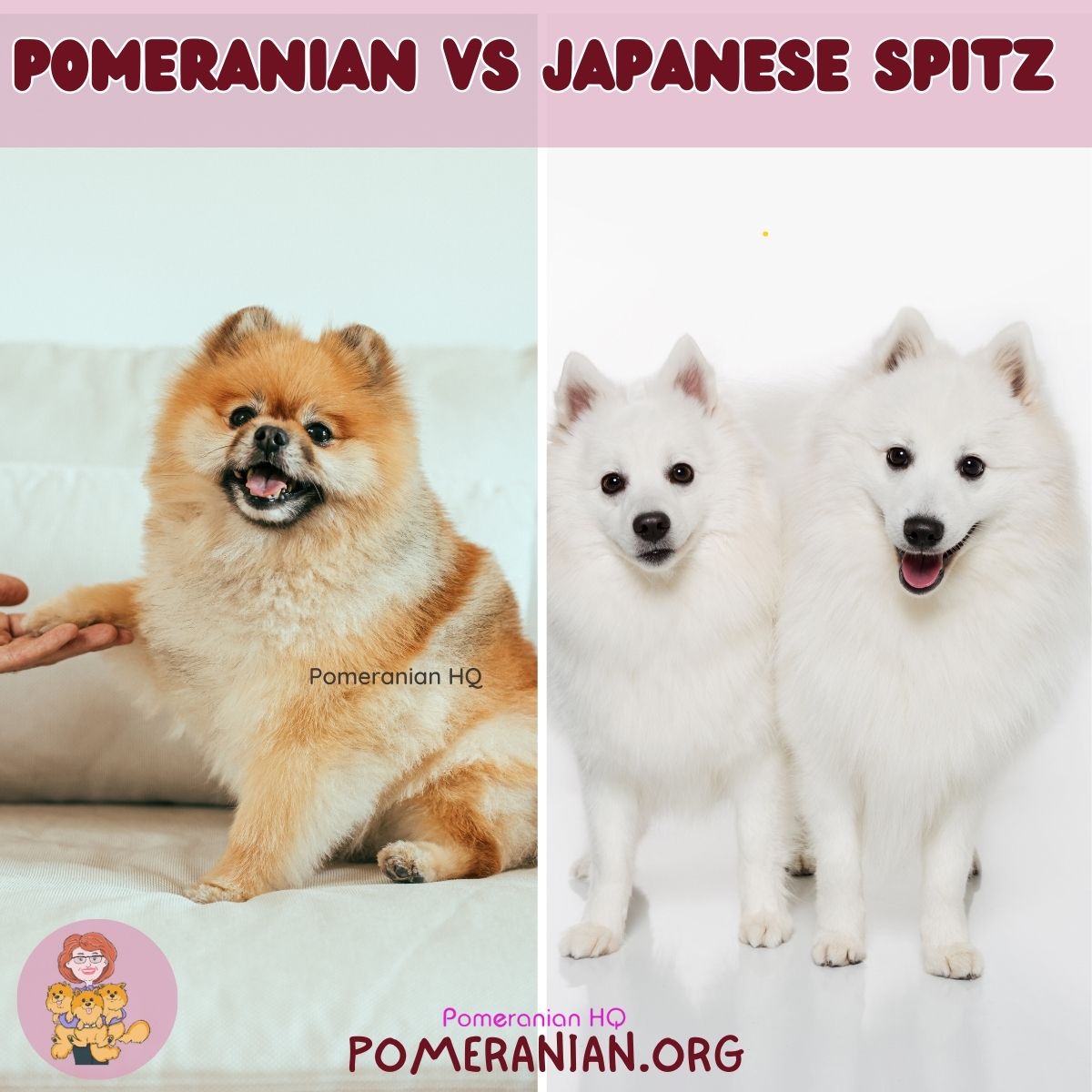 japanese spitz vs pomeranian cute canine clash 1