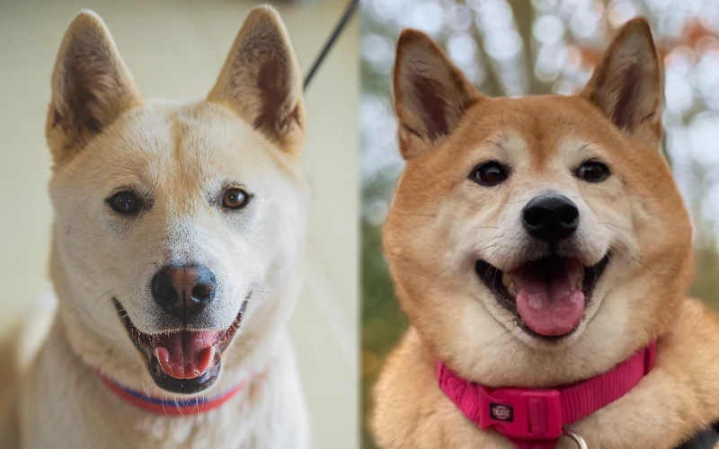 Jindo Akita Mix: Unveiling the Ultimate Canine Companion