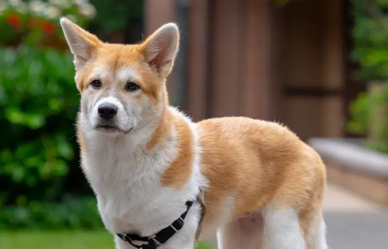jindo corgi mix unveiling the ultimate companion dog