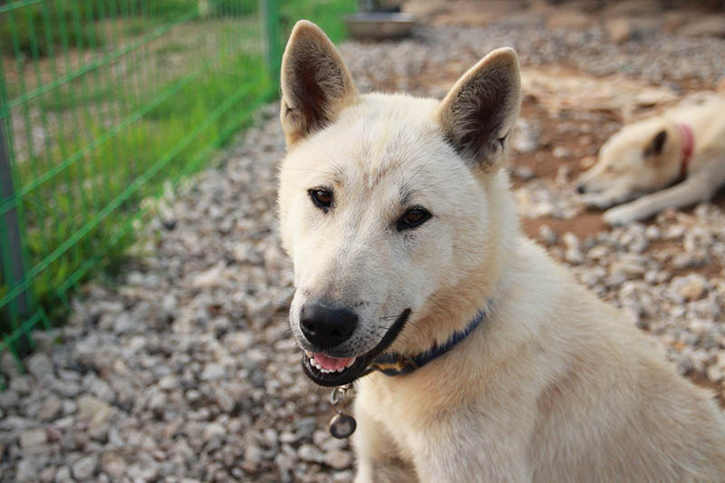 jindo husky mix unveiling the majestic hybrid breed
