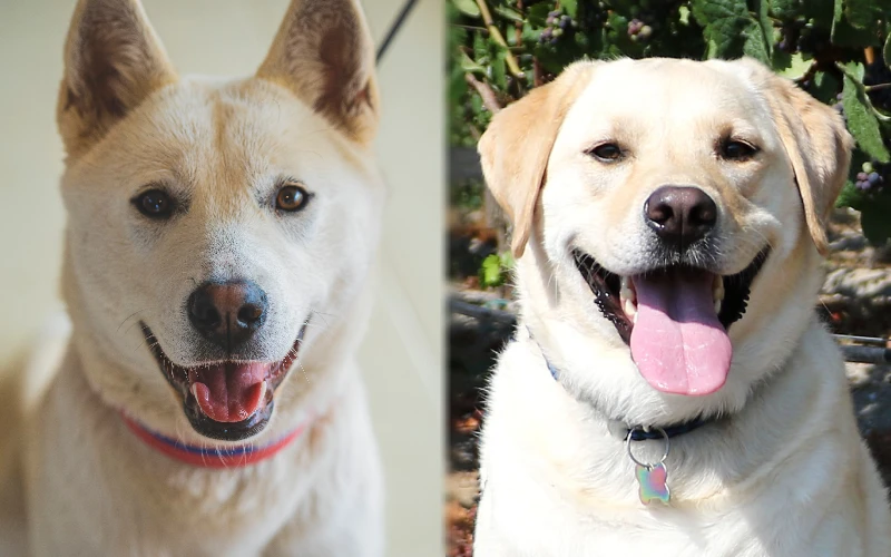 Jindo Lab Mix: Unveiling the Ultimate Family Companion