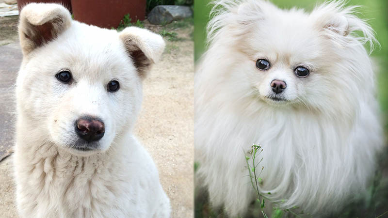 jindo spitz mix unveiling the ultimate companion breed