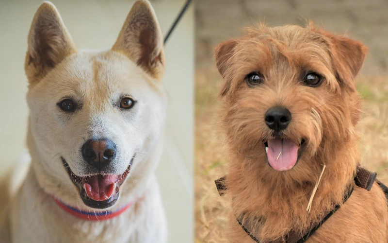 jindo terrier mix unveiling the ultimate canine companion