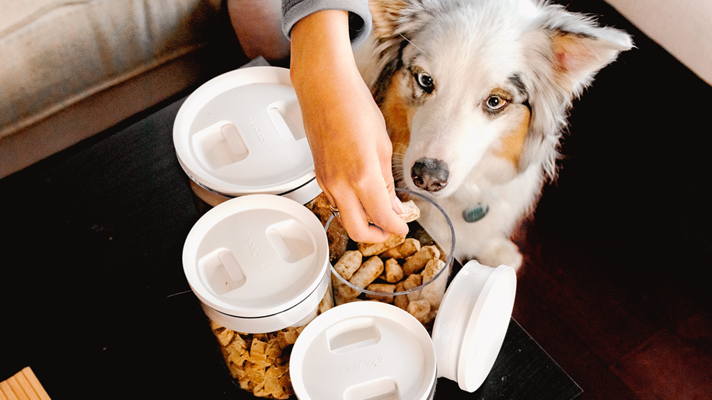 Keep Dog Food Dry Outside: Ultimate Tips for Pet Owners