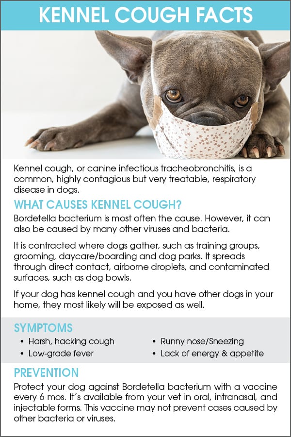 kennel cough contagion vet unveils dog risk timeline