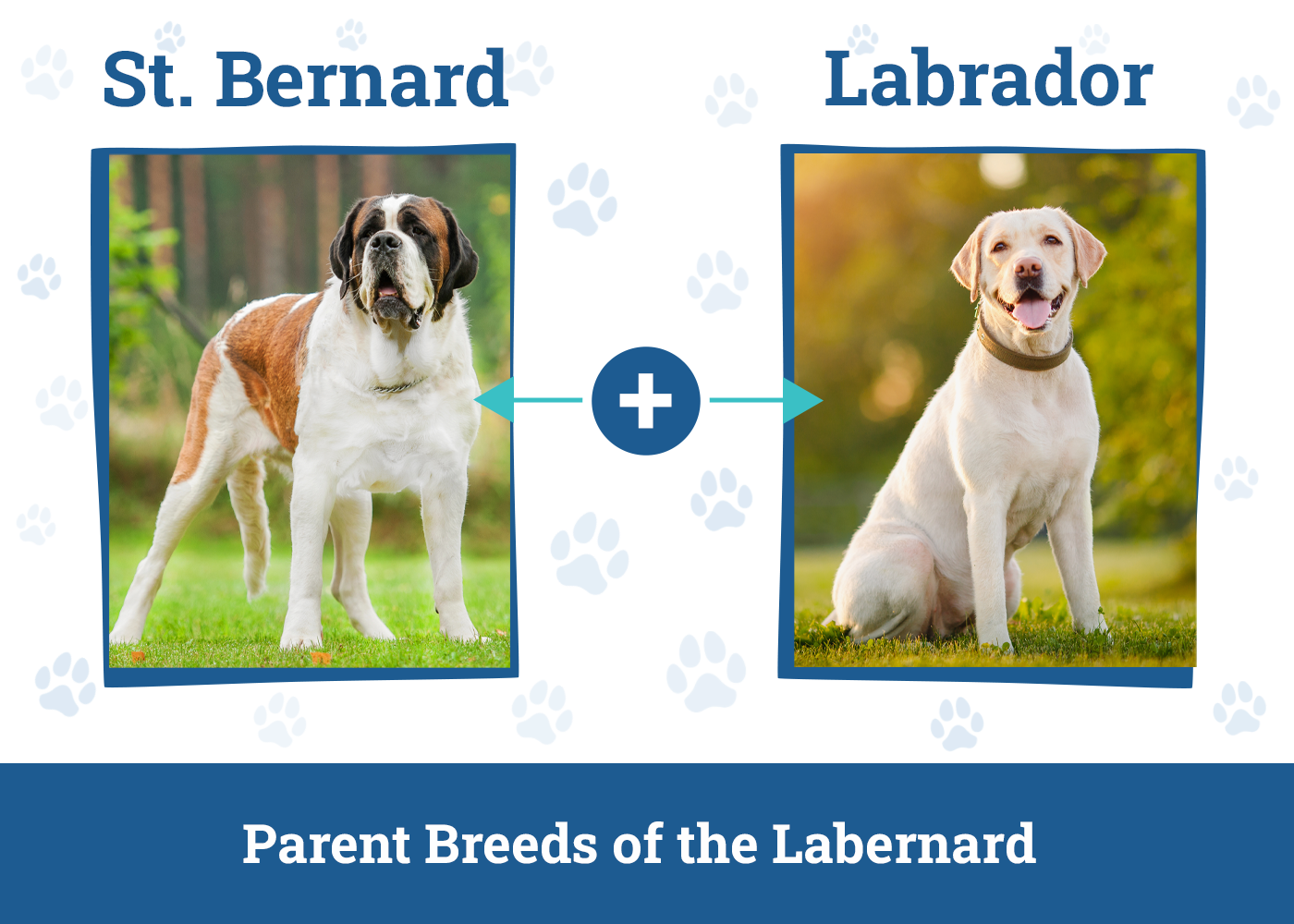 labernard st bernard lab mix ultimate guide tips