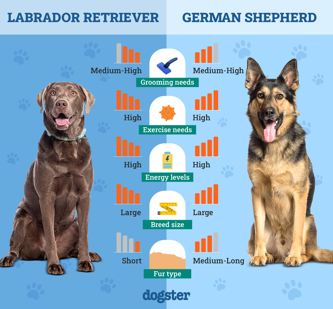 Labrador Retriever Vs German Shepherd: Choosing Your Canine Companion