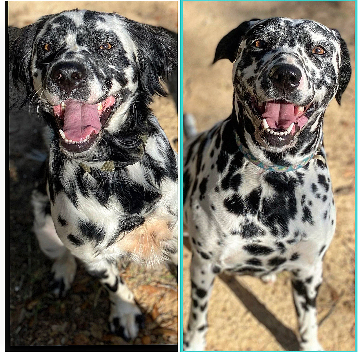 Long Haired Dalmatian Care: Tips & Myths Unleashed