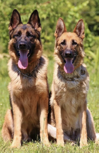 male german shepherd vs female german shepherd best pick