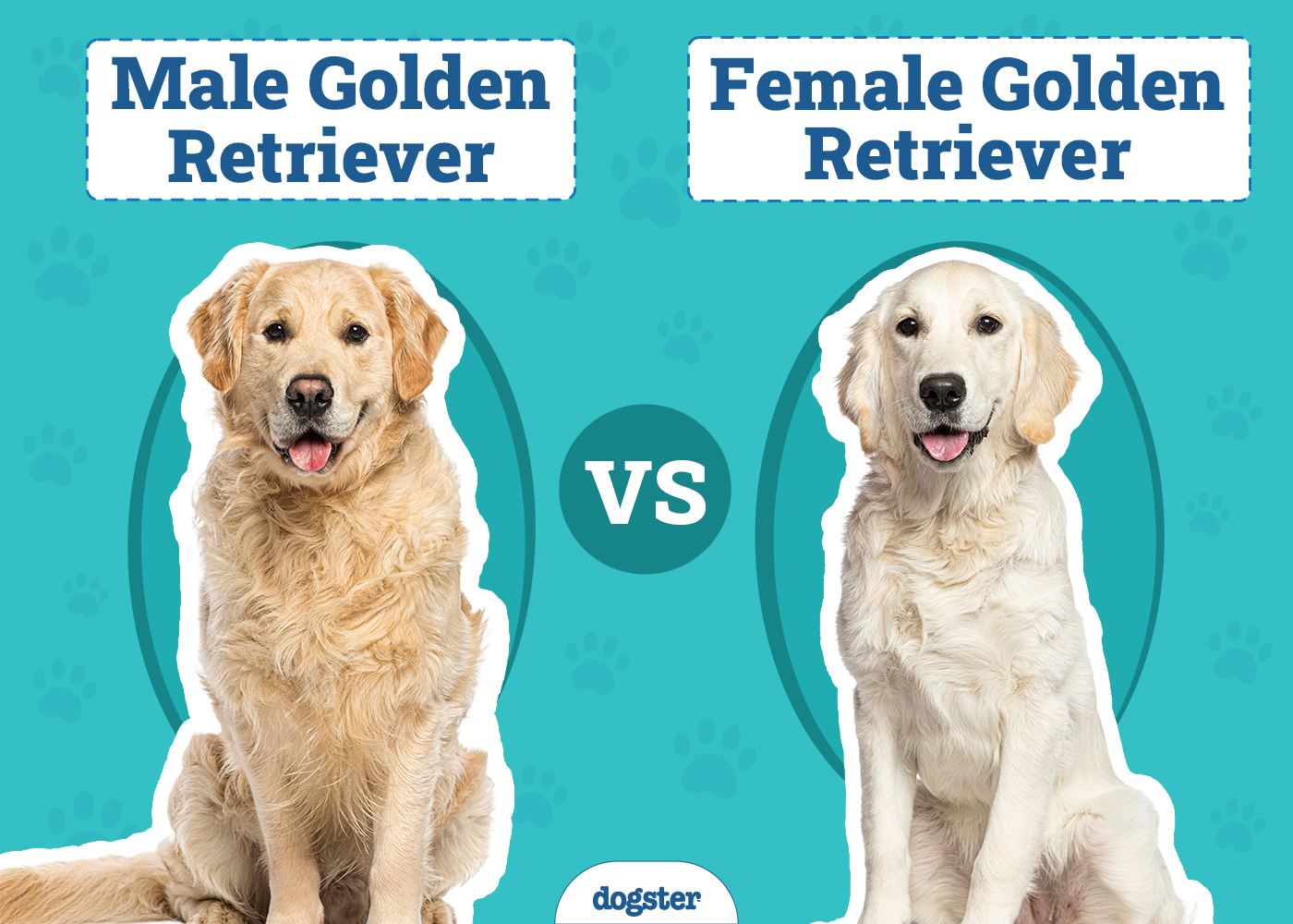 Male Golden Retriever Vs Female: Traits Showdown!