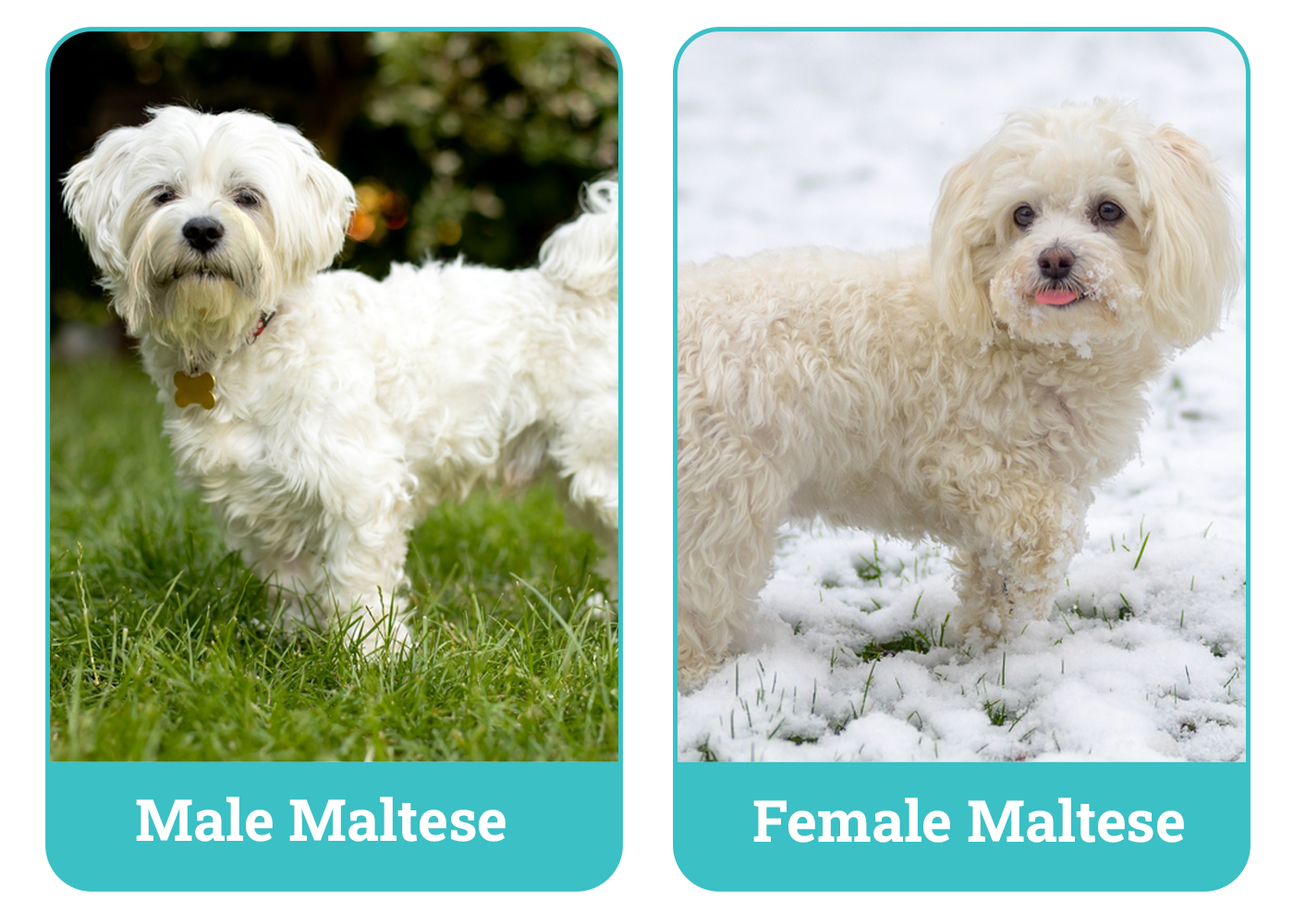 Male Maltese Vs Female Maltese: Best Pet Pick?