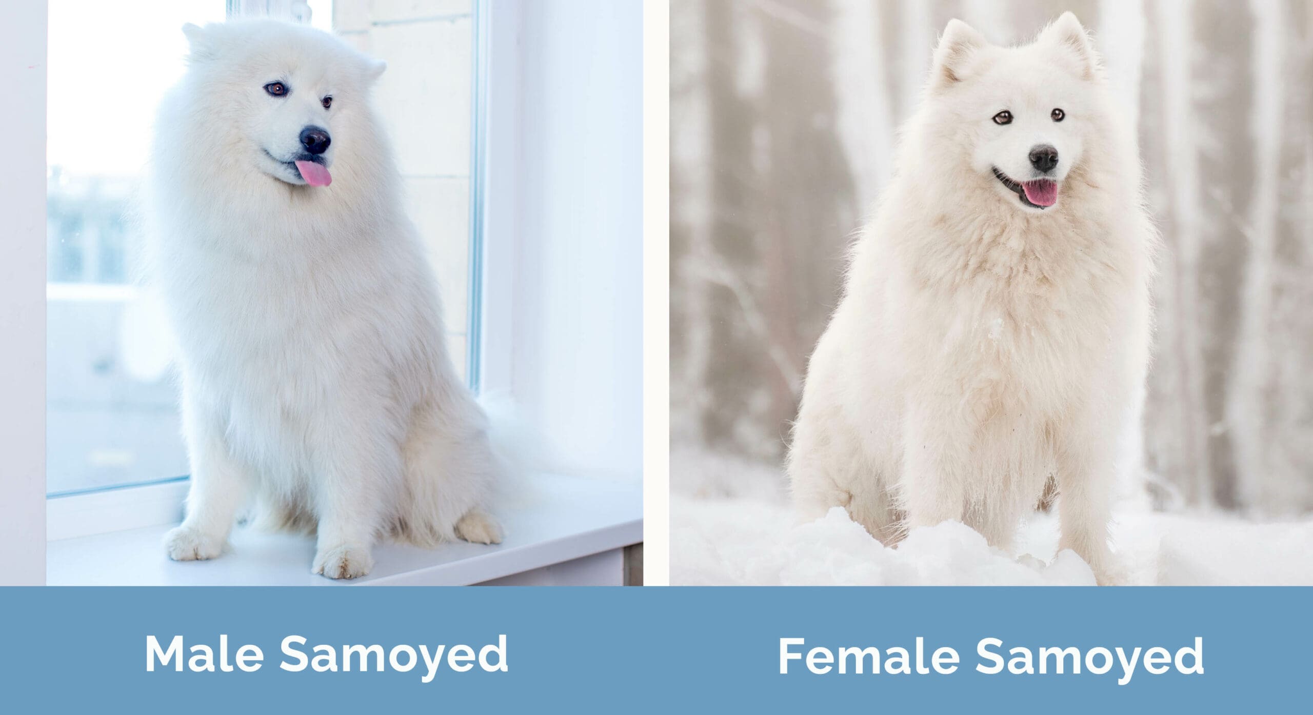 male samoyed vs female samoyed best companion revealed