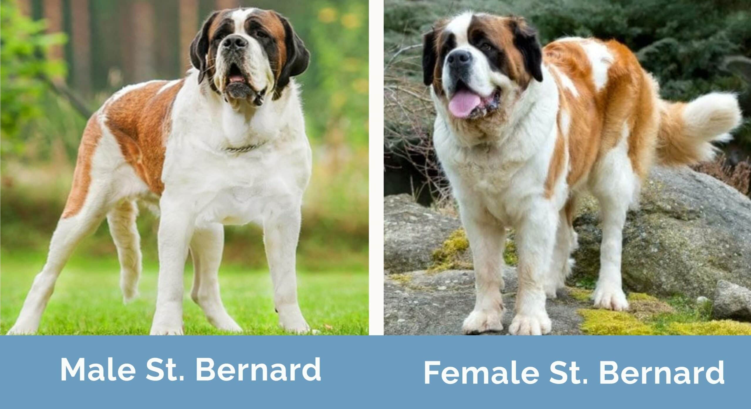 male st bernards vs female st bernards best companions
