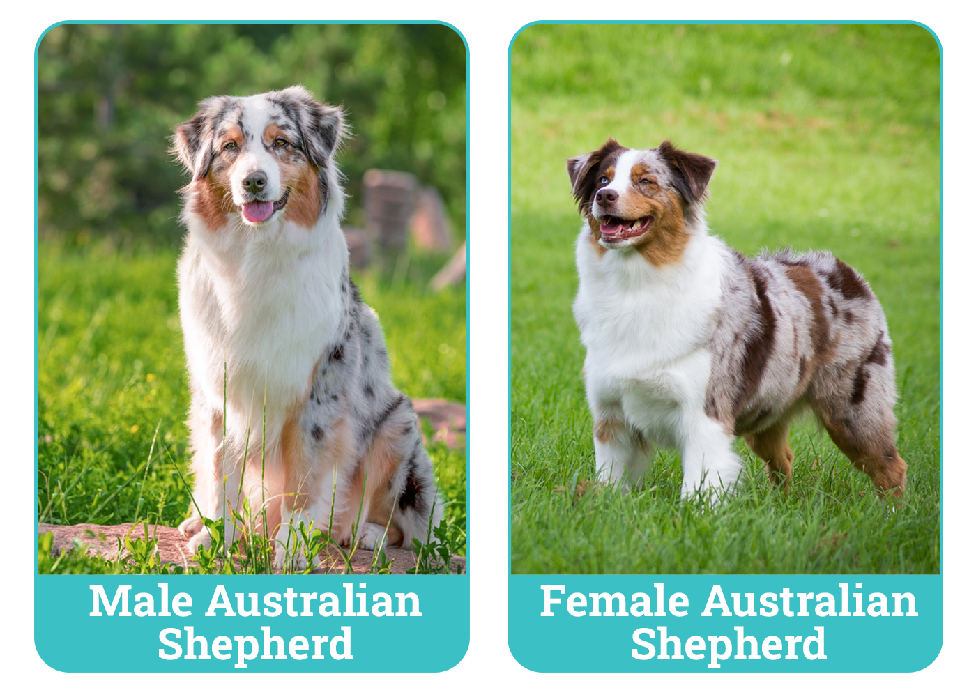 Male Vs Female Australian Shepherds: Traits Compared